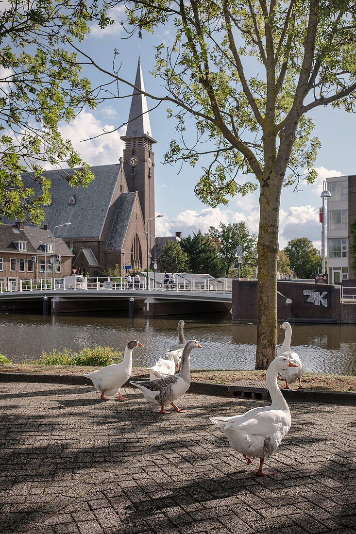 Gänse an den Grachten von Leiden, Provinz Zuid-Holland, Niederlande, Europa