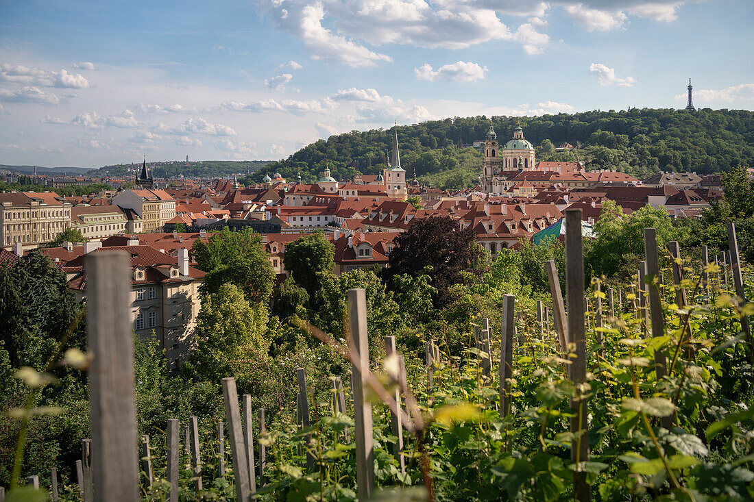 View across vineyards to St. Nicholas Church and Old Town of Prague, Bohemia, Czech Republic, Europe, UNESCO World Heritage Site