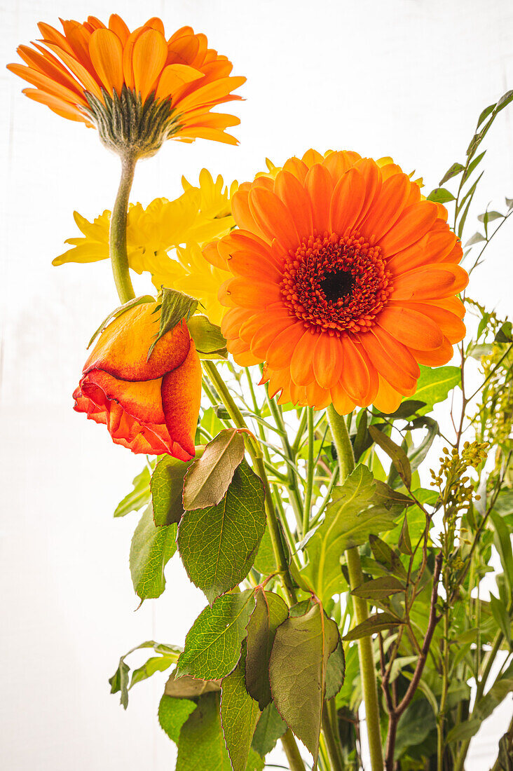 Bouquet with gerbera and a rose (Rosa) against a white background, Hanover, Lower Saxony, Germany