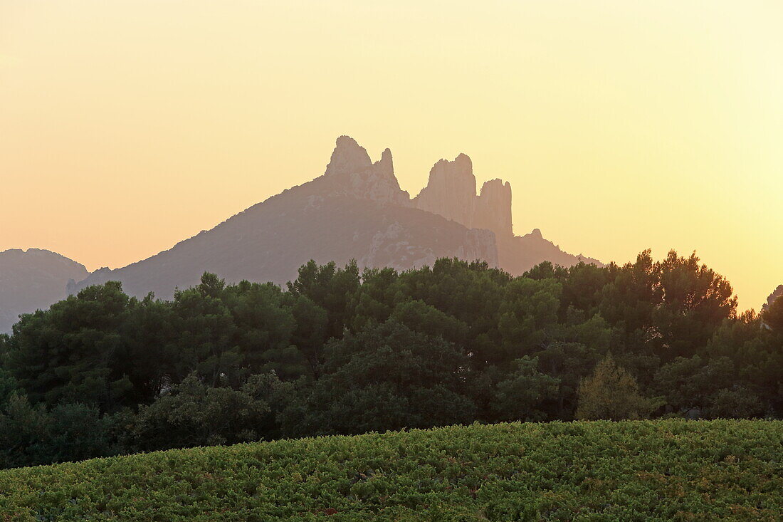 Weinfelder vor den Dentelles de Montmirail bei Suzette, Vaucluse, Provence-Alpes-Côte d'Azur, Frankreich