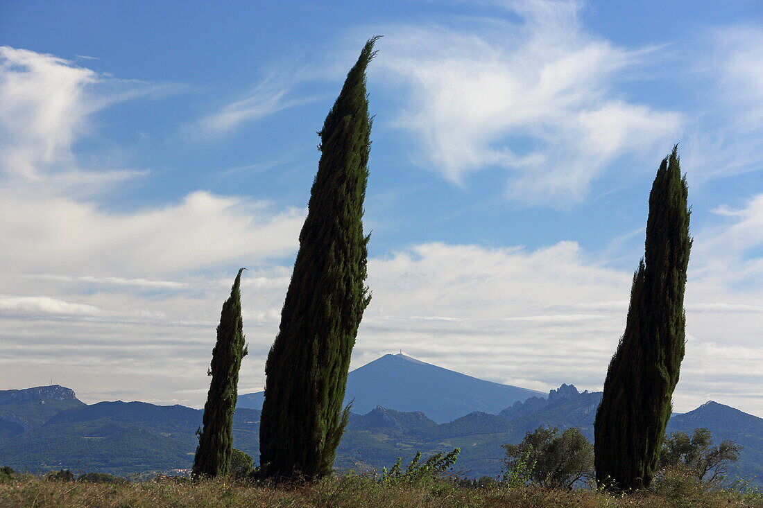 Vom Mistral geprägt, nach Süden geneigte Zypressen und Mont Ventoux, bei Serignan, Vaucluse, Provence-Alpes-Côte d'Azur, Frankreich