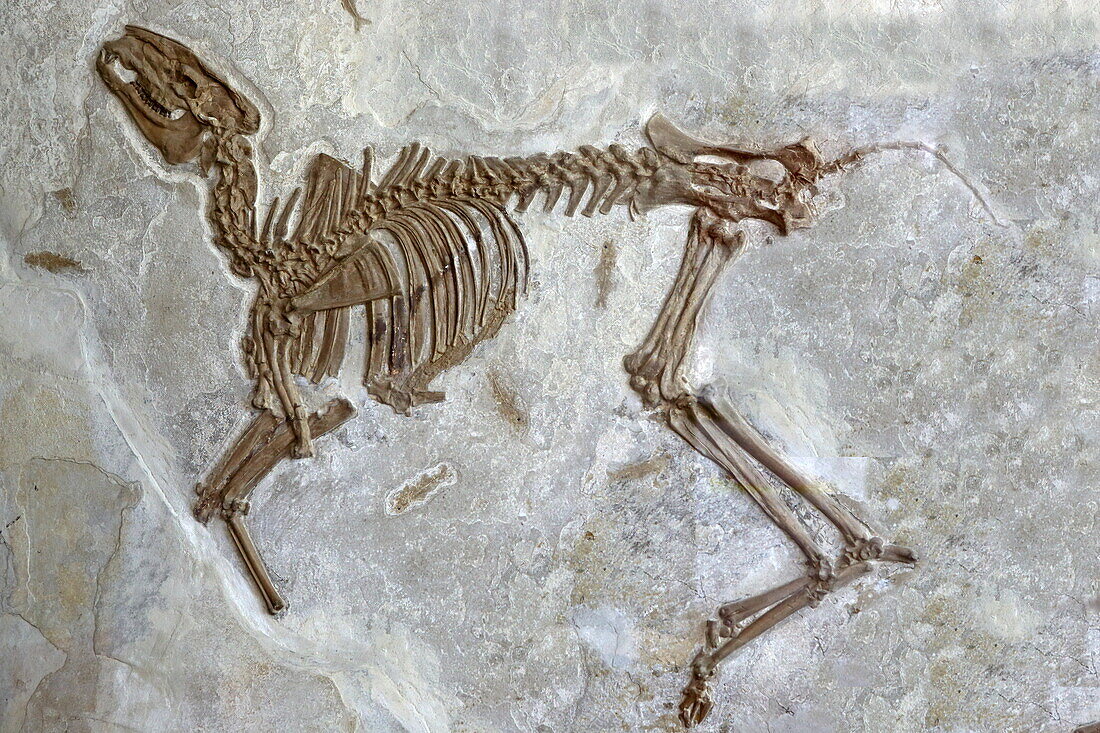 Versteinerte Gazelle im Musée de Paléontologie et d'Archéologie, Vacheres, Alpes-de-Haute-Provence, Provence-Alpes-Côte d'Azur, Frankreich
