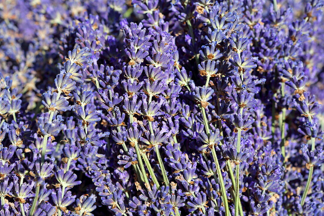 Lavender blossom, Vaucluse, Provence-Alpes-Côte d'Azur, France