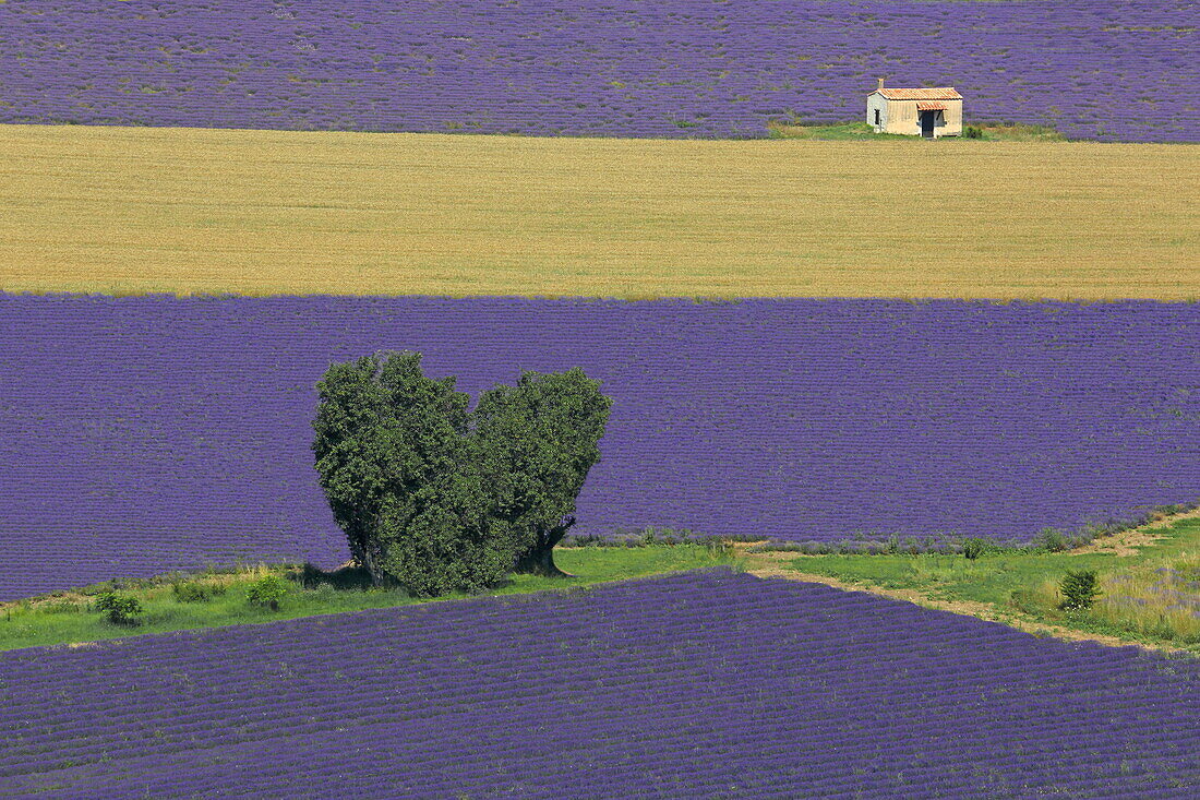 Lavendelfelder in Sault, Vaucluse, Provence-Alpes-Côte d'Azur, Frankreich