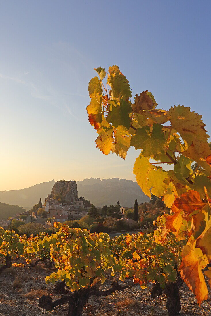 Weinstöcke vor La Roque-Alric und die Dentelles de Montmirail, Vaucluse, Provence-Alpes-Côte d'Azur, Frankreich