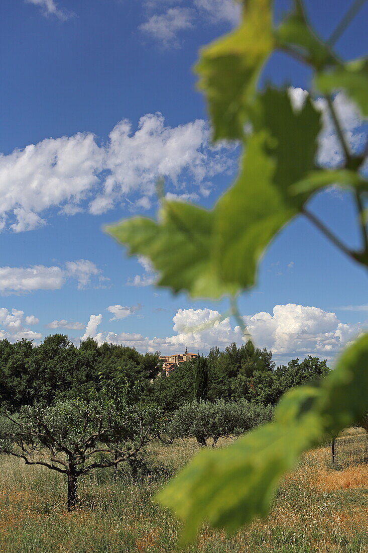 Blick über Olivenbäume nach Crillon-le-Brave, Vaucluse, Provence-Alpes-Côte d'Azur, Frankreich