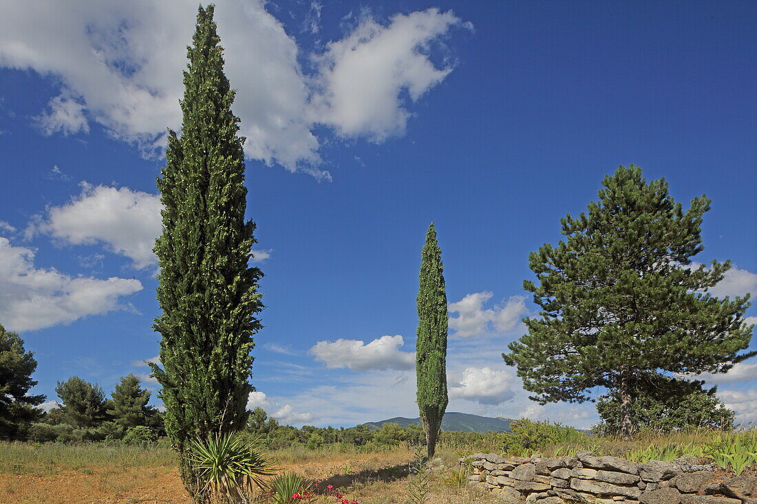 Gartenszene mit Mont Ventoux, Crillon-le-Brave, Vaucluse, Provence-Alpes-Côte d'Azur, Frankreich