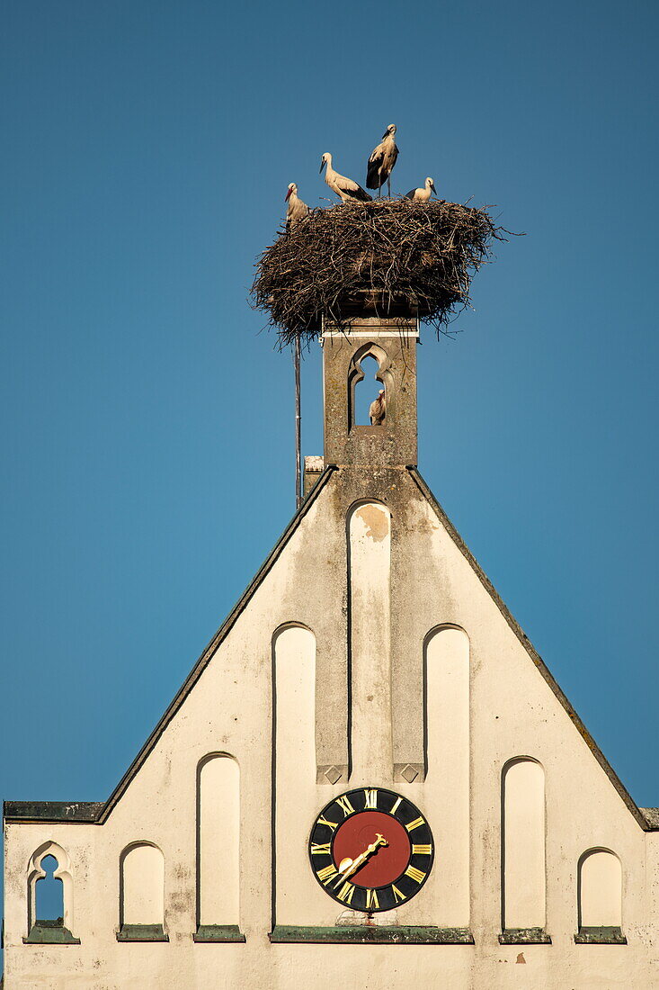 Störche im Nest an einem Kirchturm im Fränkischen Seenland, Muhr am See, Franken, Bayern, Deutschland, Europa