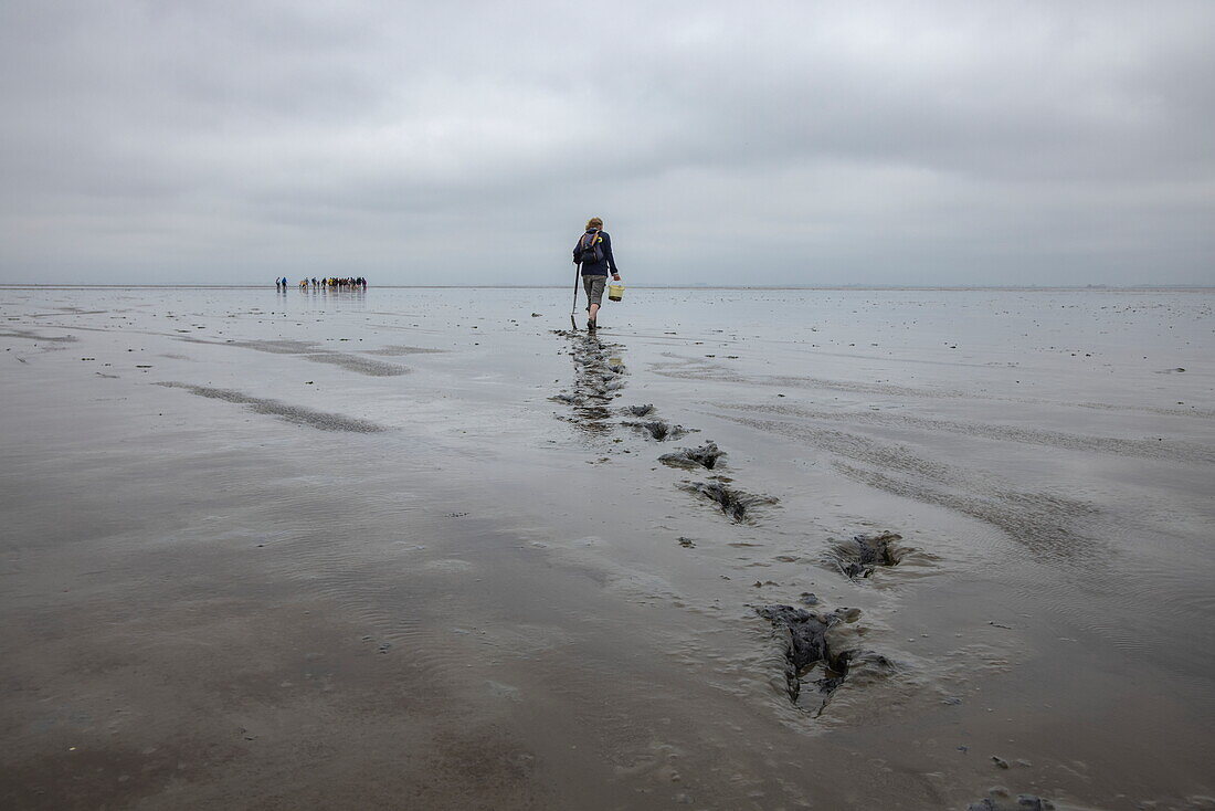 People enjoy mudflat hiking in the Wadden Sea, Krummhoern Upleward, Lower Saxony, Germany, Europe