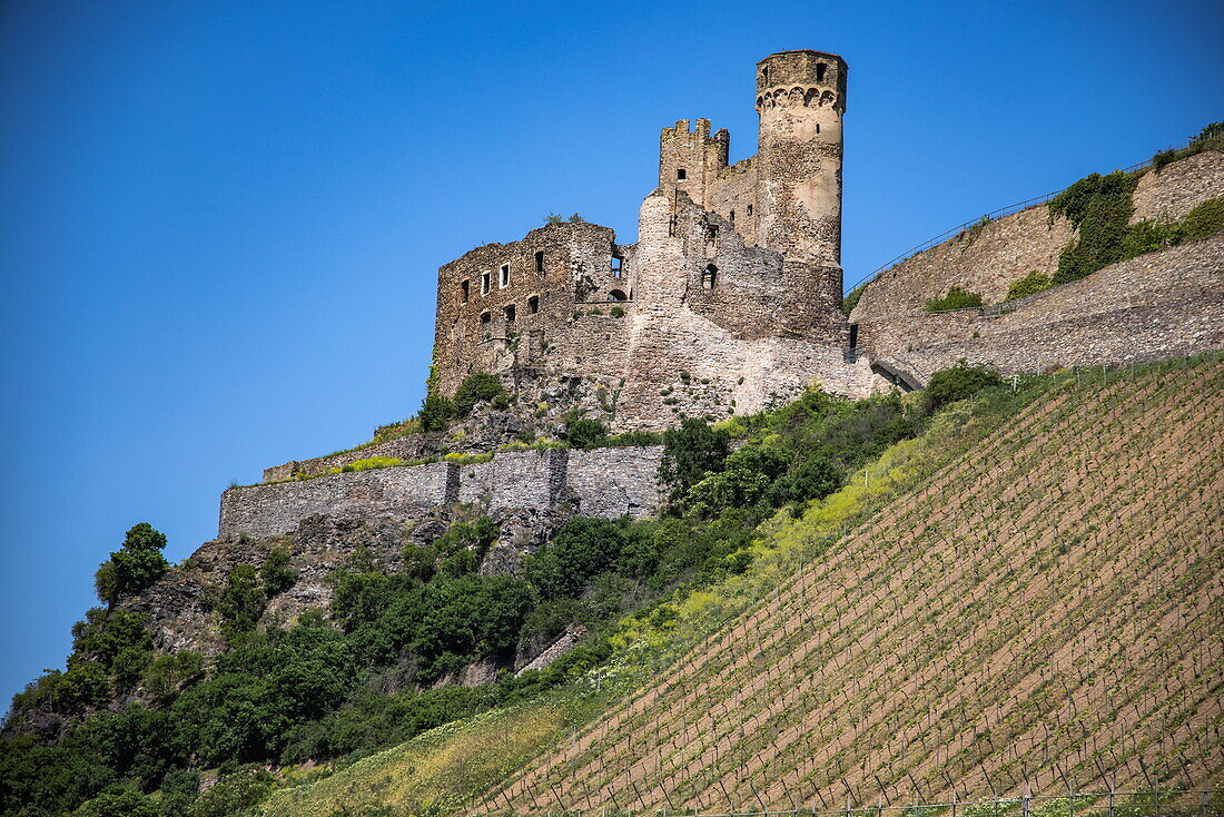 Ehrenfels Castle ruins towering over the Rhine, Ruedesheim am Rhein, Hesse, Germany, Europe