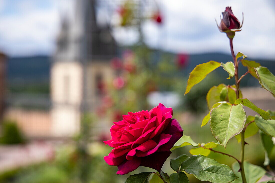 Detail einer roten Rose mit Kirchturm dahinter, Gemünden am Main, Spessart-Mainland, Franken, Bayern, Deutschland, Europa