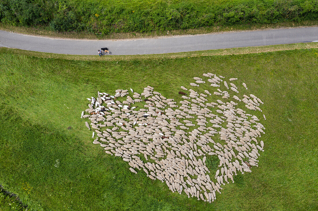 Luftaufnahme einer herzförmigen Schafherde im Altmühltal (Bekenntnis: Eine Handvoll Schafe wurden digital in Position getrieben), Dollnstein, Franken, Bayern, Deutschland