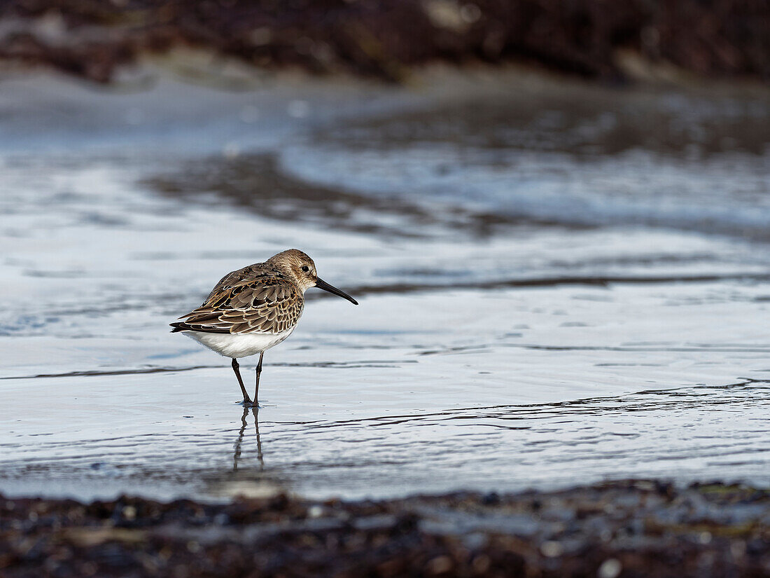 Alpenstrandläufer, Calidris alpina