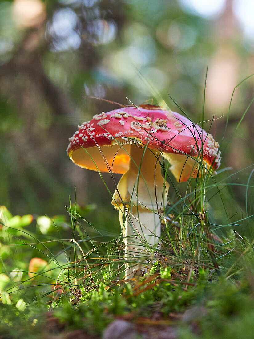 Fly Agaric, Red Fly Agaric, Amanita muscaria