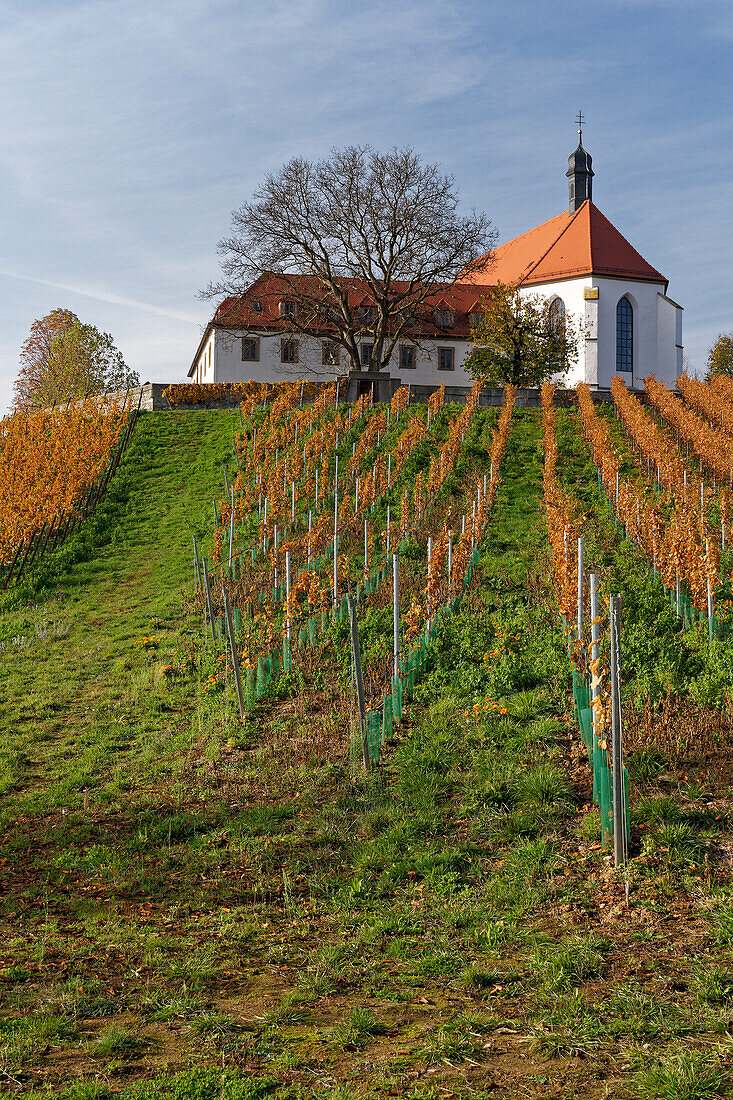 Vogelsburg und Weinberge an der Volkacher Mainschleife, Unterfanken, Bayern, Deutschland