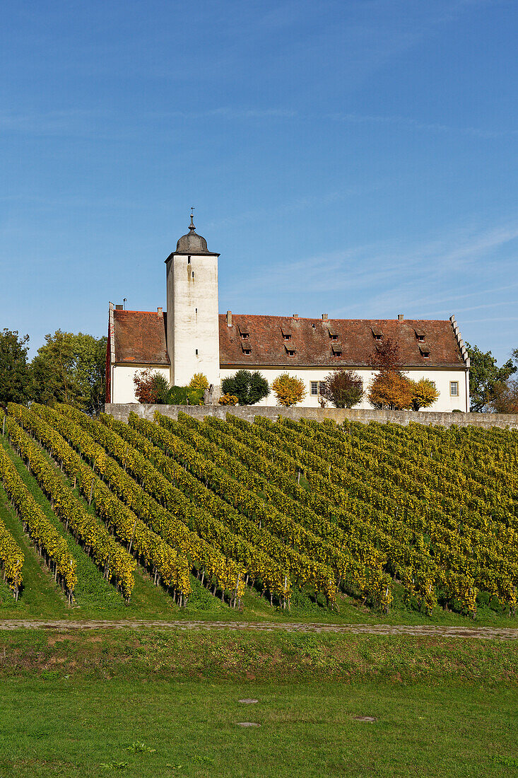 Hallburg Castle in the vineyards of the Vokacher Mainschleife, Kitzingen district, Lower Franconia, Franconia, Bavaria, Germany