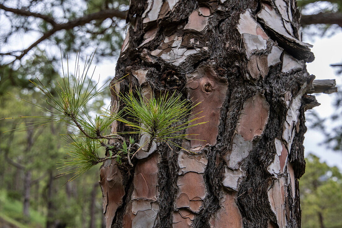 Detail of a pine tree, Caldera de Taburiente National Park, La Palma, Canary Islands, Spain, Europe