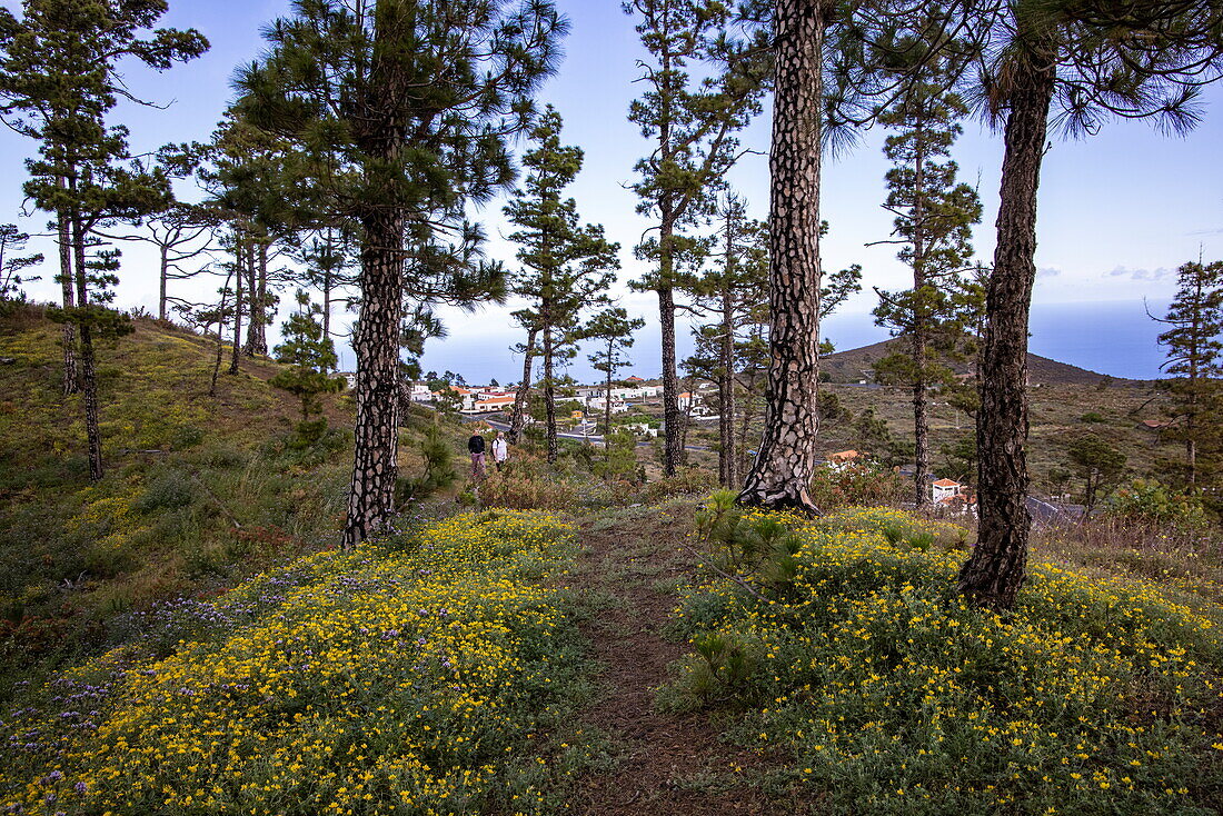 Wildblumen und Pinien am Vulkankrater, Fuencaliente, La Palma, Kanarische Inseln, Spanien, Europa