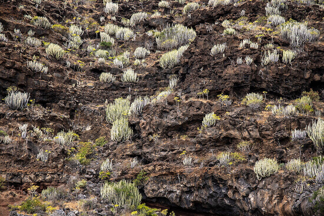 Cacti and agaves on the hillside, Puerto de la Estaca, El Hierro, Canary Islands, Spain, Europe