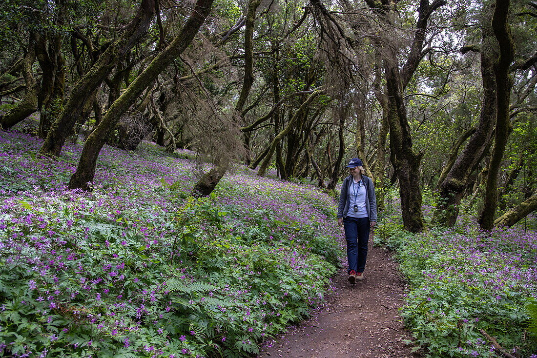 Wanderausflug durch mystischen Wald mit Wildblumen, Nationalpark Garajonay, La Gomera, Kanarische Inseln, Spanien, Europa