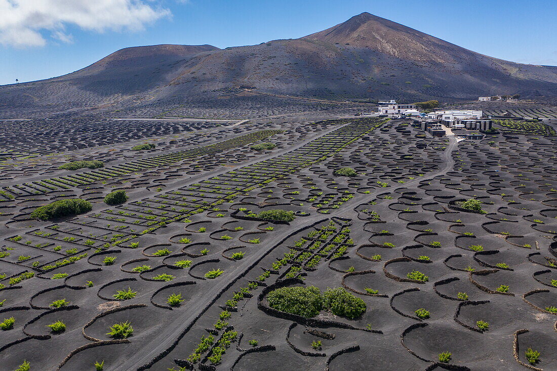 Aerial view of vine growing in volcanic soil at Bodega La Geria winery, La Geria, Yaiza, Lanzarote, Canary Islands, Spain, Europe