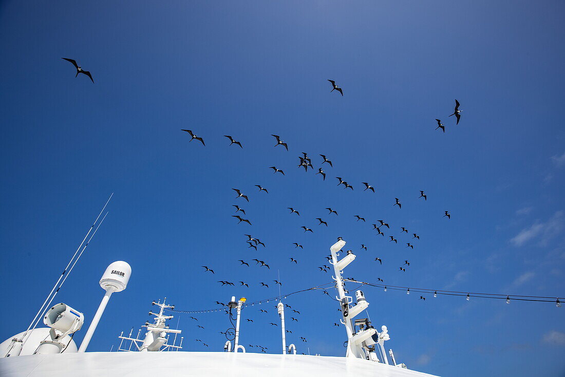 Magnificent Frigatebirds (Fregata magnificens) soar above expedition cruise ship World Voyager (Nicko Cruises) in the Caribbean Sea, near Mexico, Caribbean