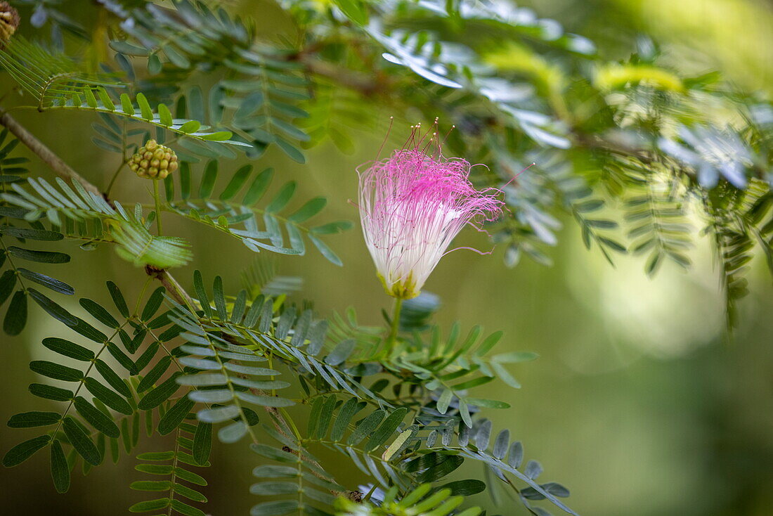 Tropische Blume im Mayan Eden Eco Park, Roatán, Bay Islands, Honduras, Mittelamerika