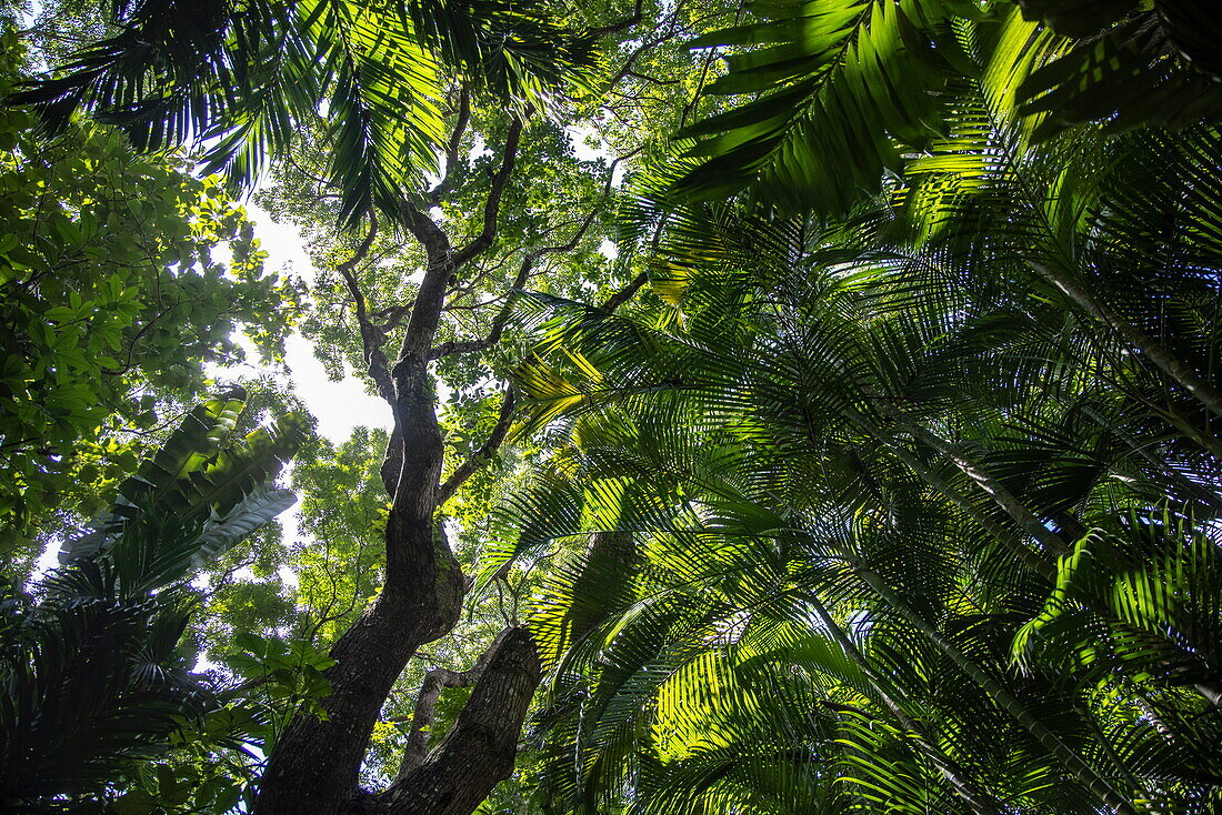 Blick hoch in den üppigen Regenwald in den Carambola Botanical Gardens, Roatán, Bay Islands, Honduras, Mittelamerika