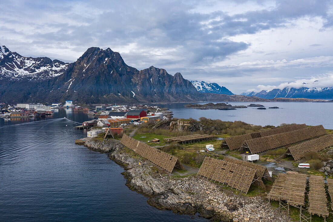 Luftaufnahme von Skrei Kabeljau der auf Holzgestellen trocknet mit Stadt und Bergen dahinter, Svolvær, Lofoten, Nordland, Norwegen, Europa
