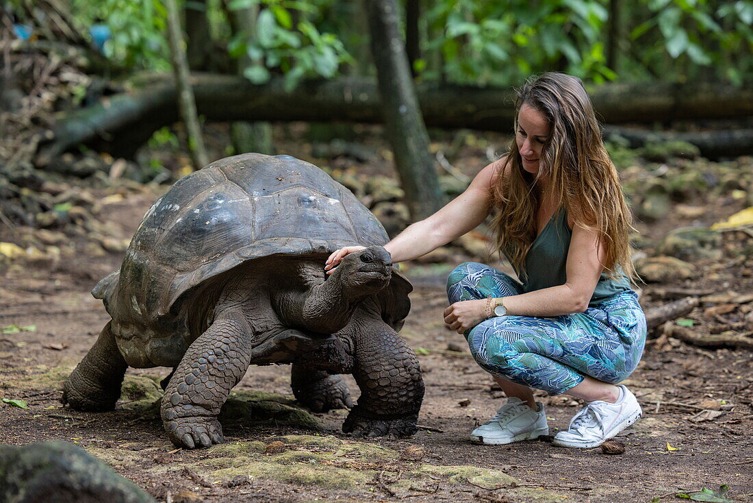 Young woman stroking head of giant tortoise inside island, Cousin Island, Seychelles, Indian Ocean