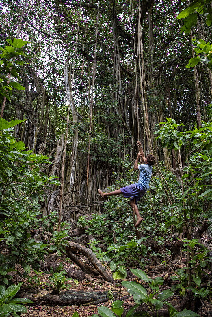 Naturalist guide swings along a liana or aerial root of a giant banyan tree, Aride Island, Seychelles, Indian Ocean