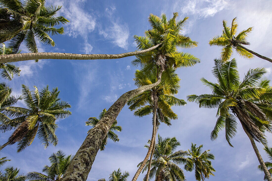 Blick hoch zu Palmen im L'Union Estate, La Digue Island, Seychellen, Indischer Ozean
