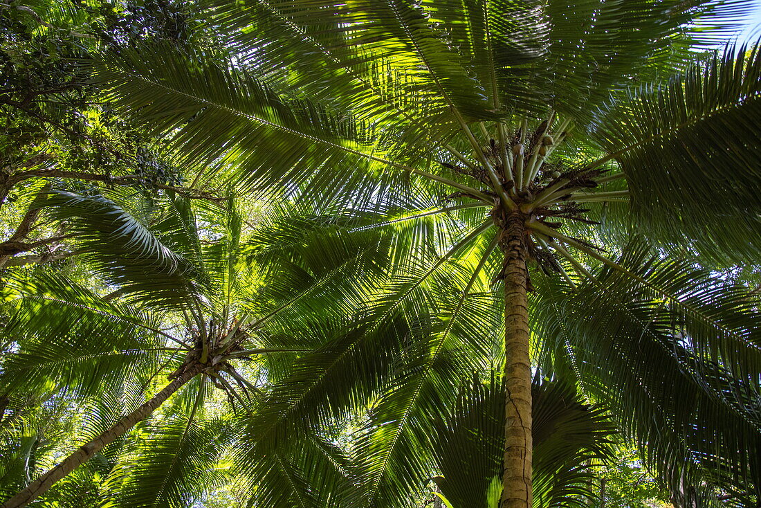 Blick hoch zu Kokospalmen, Moyenne Island, St. Anne Marine National Park, in der Nähe der Insel Mahé, Seychellen, Indischer Ozean