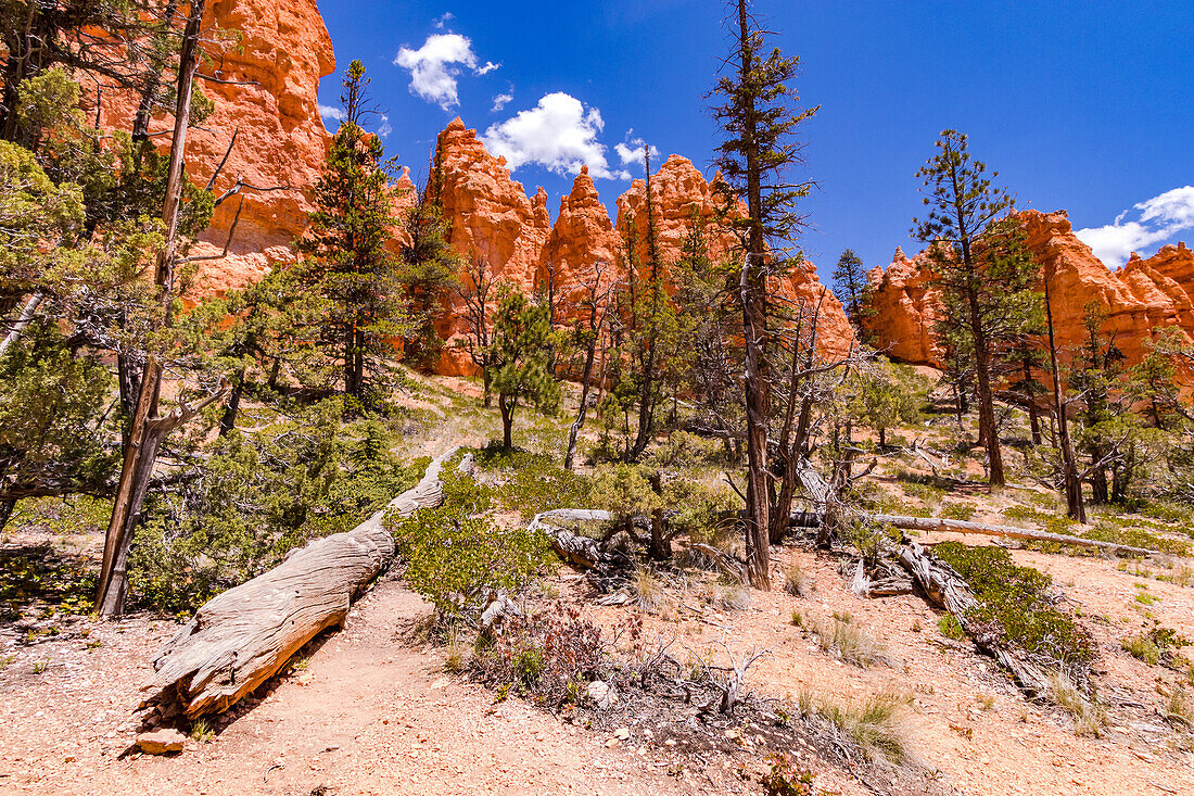 Idyllische Landschaft mit Bäumen und Felsformationen bei klarem Himmel, Bryce Canyon, Utah, United States
