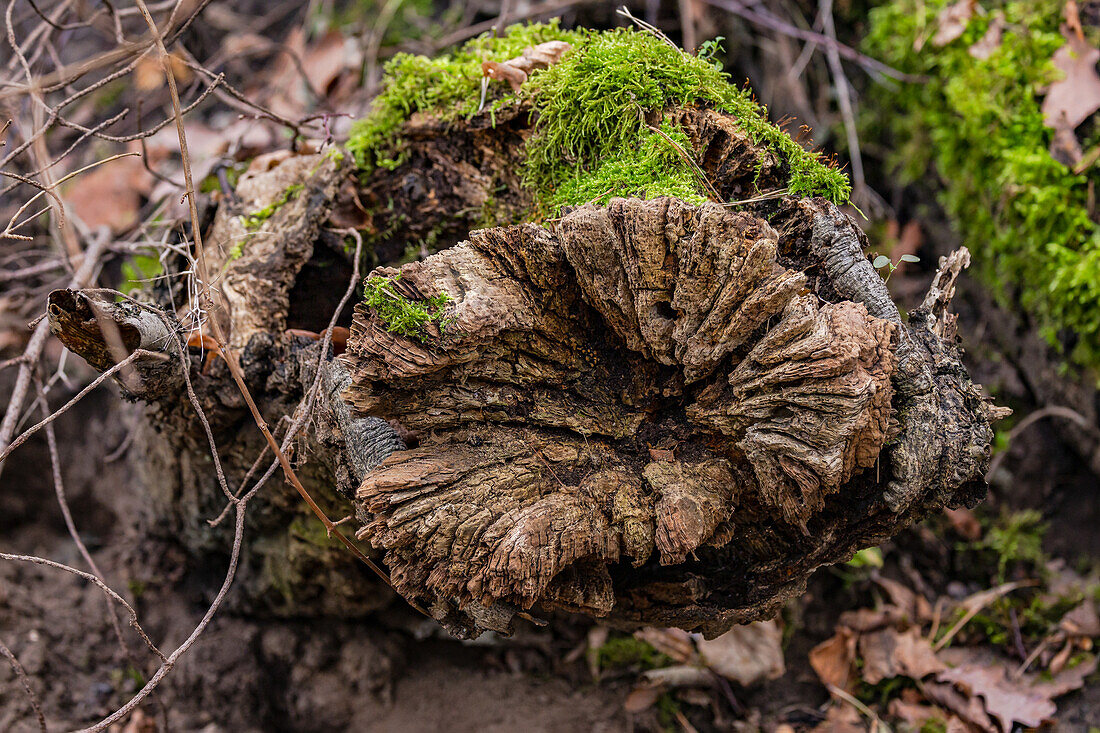 Focus stacking shot of a root face in a tree stump in the forest in winter, Germany