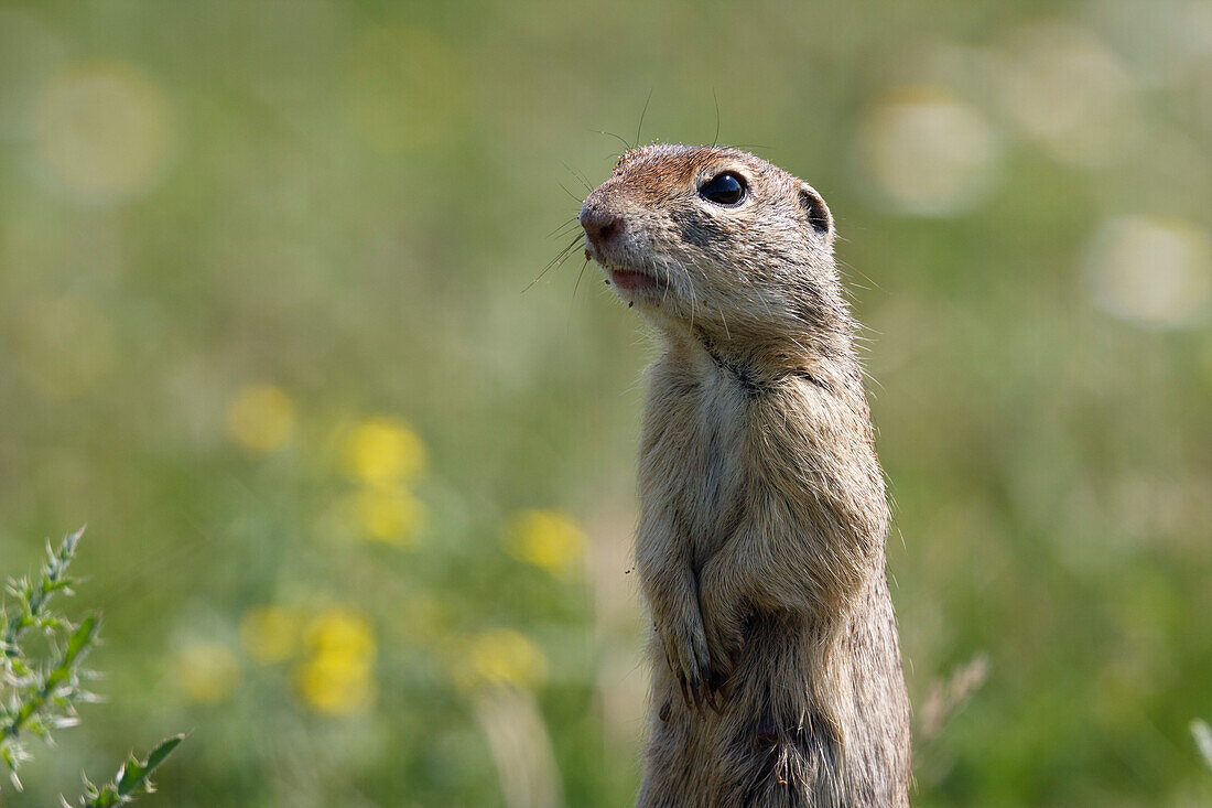 Ground squirrel makes male (Spermophilus citellus), East Slovakia, Europe