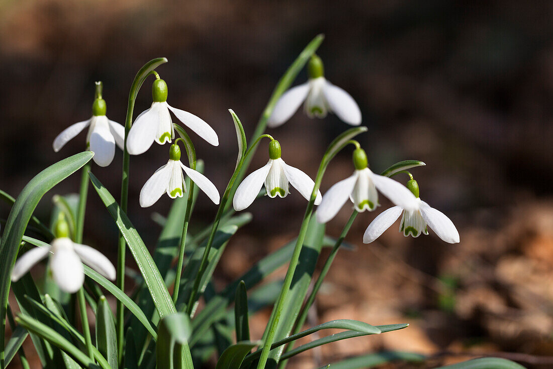 Snowdrop (Galanthus nivalis), Bavaria, Germany