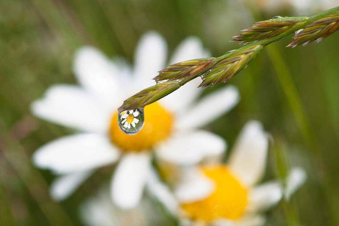 Dew drops on grass and daisies (Leucanthemum vulgare), Upper Bavaria, Germany, Europe