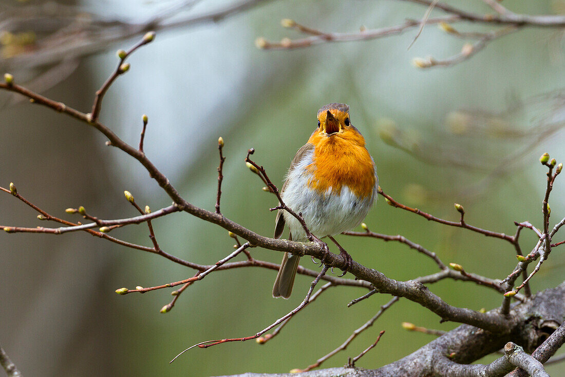 Robin singing in spring, Erithacus rubecula, Bavaria, Germany