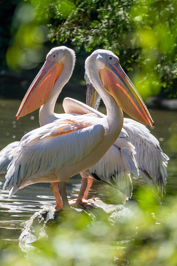 Great White Pelicans, Pelecanus onocrotalus, Zoo