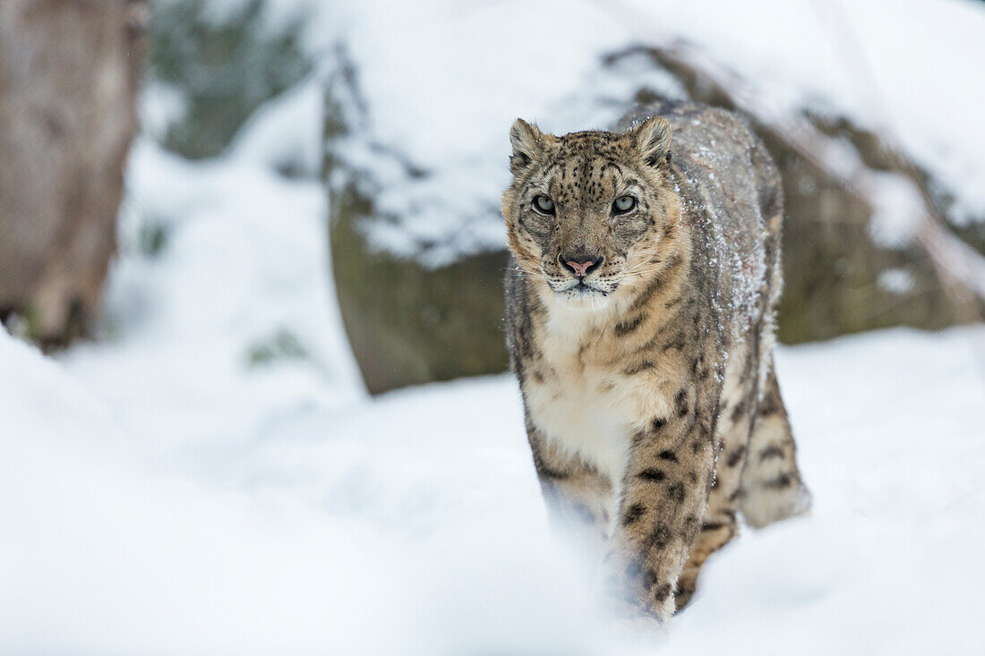 Snow leopard (Panthera uncia), zoo