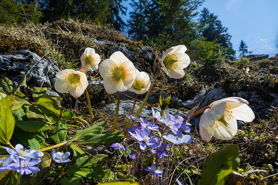 Christrosen, Schneerosen (Helleborus niger) und Leberblümchen (Hepatica nobilis), Alpen, Österreich, Europa