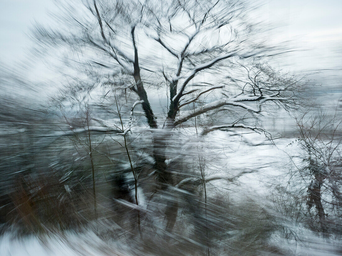 Bewegte Bäume im Winter, abstrakt, Bayern, Deutschland, Europa