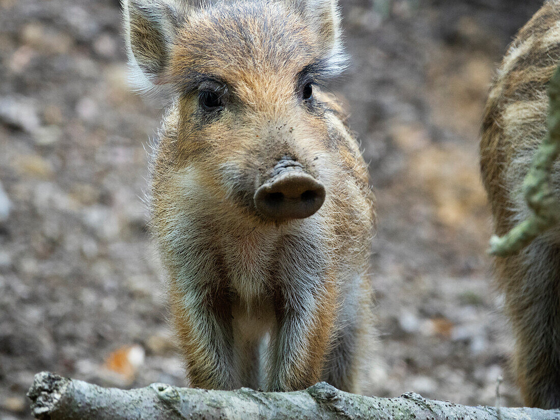 Wildschwein Frischling (Sus scrofa), Deutschland