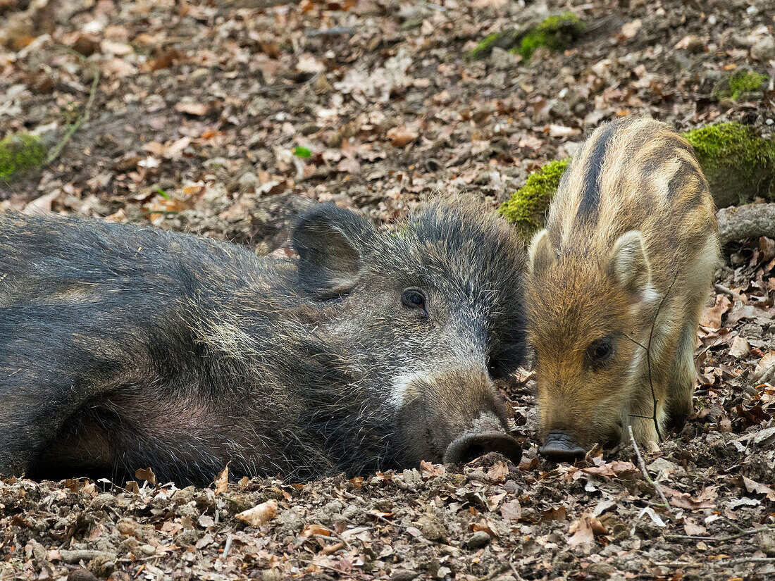 Wild boar, brook with pig (Sus scrofa), Bavarian Forest, Germany