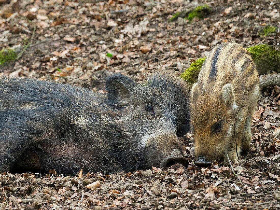 Wildschwein, Bache mit Frischling (Sus scrofa), Bayerischer Wald, Deutschland