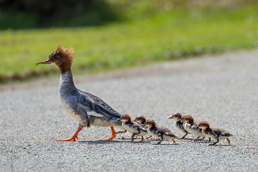 Gänsesäger, Weibchen mit Küken (Mergus merganser), Oberbayern, Deutschland