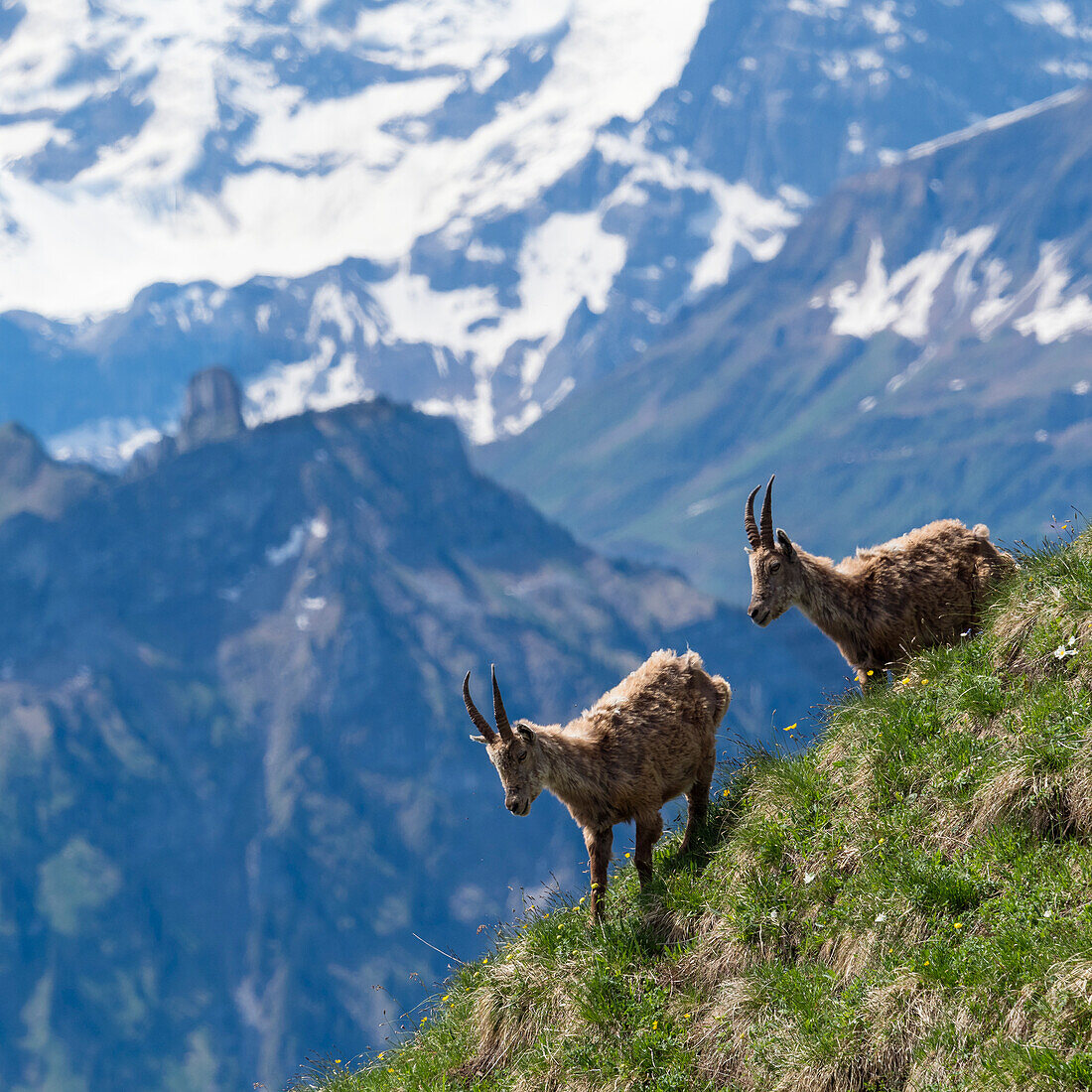 Steinböcke, Geißen (Capra ibex), Berner Oberland, Alpen, Schweiz, Europa, digital verändert