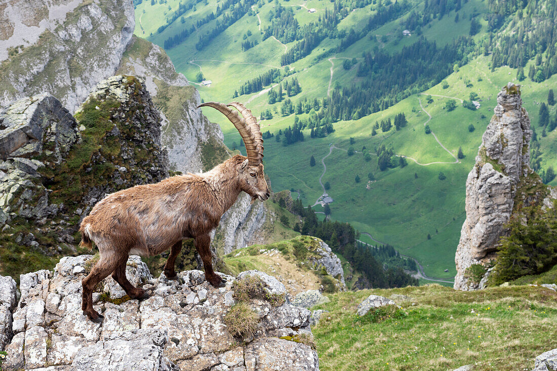 Steinbock, Capra ibex, Berner Oberland, Alpen, Schweiz, Europa