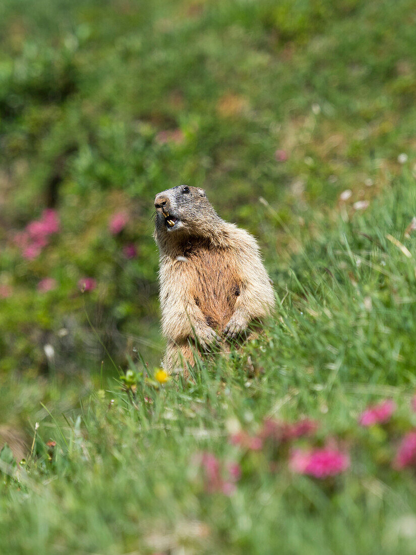 Marmot, Alpine marmot (Marmota marmota), Hintertux, Alps, Austria